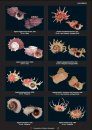 Compendium of Marine Gastropods