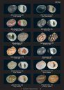 Compendium of Marine Gastropods