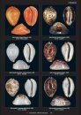 Compendium of Marine Gastropods