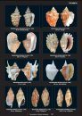 Compendium of Marine Gastropods