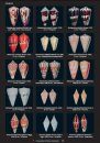 Compendium of Marine Gastropods