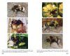 Bumblebees of Europe and Neighbouring Regions