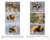 Bumblebees of Europe and Neighbouring Regions