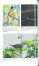 The Birds of St Vincent, the Grenadines and Grenada
