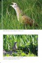 The Corncrake