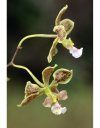 Les Orchidées de Guyane [The Orchids of Guyana]