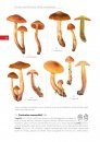 Guida Introduttiva al Genere Cortinarius in Europa [Introductory Guide to the Genus Cortinarius in Europe]
