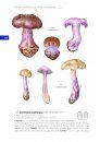 Guida Introduttiva al Genere Cortinarius in Europa [Introductory Guide to the Genus Cortinarius in Europe]