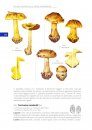 Guida Introduttiva al Genere Cortinarius in Europa [Introductory Guide to the Genus Cortinarius in Europe]