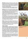 Crossbill Guide: Veluwe [Dutch]