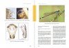 Larvas de Libélulas en la Península ibérica [Dragonfly Larvae of the Iberian Peninsula]