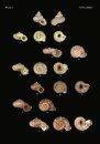 The Conchological Albums – Terrestrial Molluscs, Volume 3