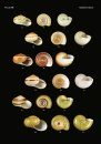 The Conchological Albums – Terrestrial Molluscs, Volume 3