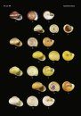 The Conchological Albums – Terrestrial Molluscs, Volume 3