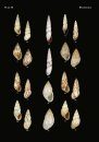 The Conchological Albums – Terrestrial Molluscs, Volume 4