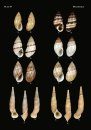 The Conchological Albums – Terrestrial Molluscs, Volume 4
