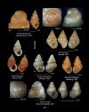 Hellenic Conches