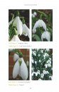 A Passion for Snowdrops