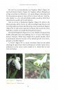 A Passion for Snowdrops