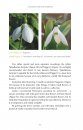 A Passion for Snowdrops