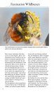 Welche Wildbiene ist das? Einfach Erkennen und Bestimmen, Extra: Anleitung für Nisthilfen [Which Wild Bee is That? Easy to Recognize and Identify, Extra: Instructions for Nesting Aids]