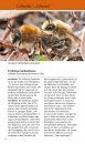 Welche Wildbiene ist das? Einfach Erkennen und Bestimmen, Extra: Anleitung für Nisthilfen [Which Wild Bee is That? Easy to Recognize and Identify, Extra: Instructions for Nesting Aids]