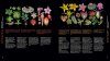 Atlas of Flowering Plants