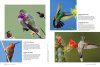 Ultimate Guide to Hummingbirds