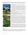 Flora Valentina, Volume 4: Angiospermae (IV) Lamiaceae - Rhamnaceae [Spanish]