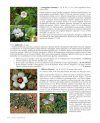 Flora Valentina, Volume 4: Angiospermae (IV) Lamiaceae - Rhamnaceae [Spanish]
