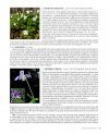 Flora Valentina, Volume 4: Angiospermae (IV) Lamiaceae - Rhamnaceae [Spanish]