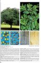 Árvores Brasileiras, Volume 2: Manual de Identificação e Cultivo de Plantas Arbóreas Nativas do Brasil [Brazilian Trees, Volume 2: Identification and Cultivation Manual of Native Brazilian Arboreal Plants]