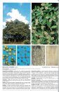 Árvores Brasileiras, Volume 2: Manual de Identificação e Cultivo de Plantas Arbóreas Nativas do Brasil [Brazilian Trees, Volume 2: Identification and Cultivation Manual of Native Brazilian Arboreal Plants]