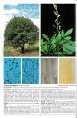 Árvores Brasileiras, Volume 2: Manual de Identificação e Cultivo de Plantas Arbóreas Nativas do Brasil [Brazilian Trees, Volume 2: Identification and Cultivation Manual of Native Brazilian Arboreal Plants]