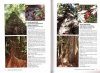 Barks and Trunks: Rainforest Trees of South-Eastern Australia, Volume 1