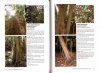 Barks and Trunks: Rainforest Trees of South-Eastern Australia, Volume 1