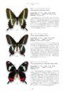 Papilionidae of the World [Japanese]