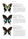 Papilionidae of the World [Japanese]