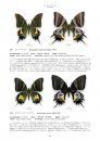 Papilionidae of the World [Japanese]