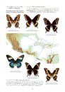 Papilionidae of the World [Japanese]
