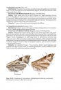 Pterophoridae Fauna of Balkan Peninsula (Lepidoptera)