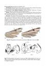 Pterophoridae Fauna of Balkan Peninsula (Lepidoptera)