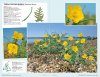 Field Guide to Coastal Wildflowers of Britain, Ireland and Northwest Europe