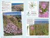 Field Guide to Coastal Wildflowers of Britain, Ireland and Northwest Europe