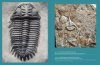 Travels with Trilobites
