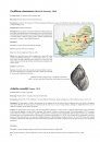 The Achatinid Landshells of Southern Africa
