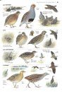Collins Bird Guide
