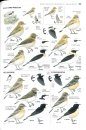 Collins Bird Guide