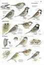 Collins Bird Guide