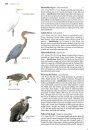 Collins Bird Guide